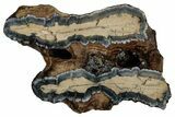 Mammoth Molar Slice With Case - South Carolina #349988-1